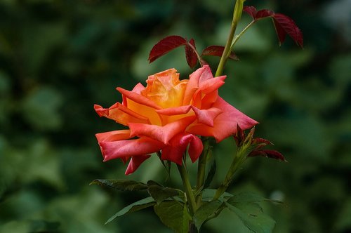 flower  rose  color