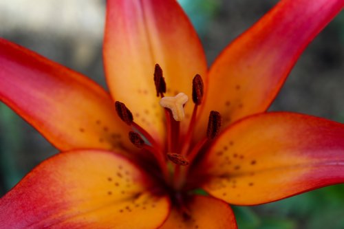 flower  lily  nature