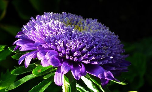 flower  aster  blue