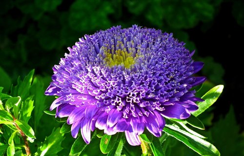 flower  aster  blue