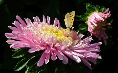 flower  zinnia  butterfly