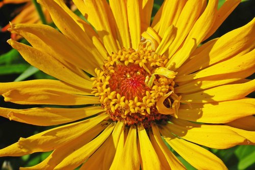 flower  zinnia  yellow