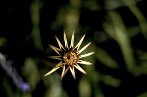 flower  sun  plant