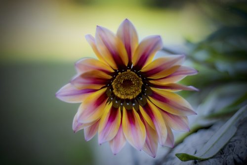 flower  garden  margarita