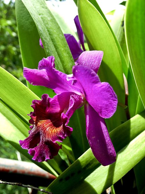 flower orchid purple