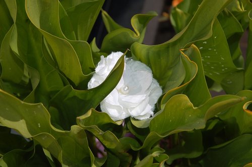 flower  plants  nature