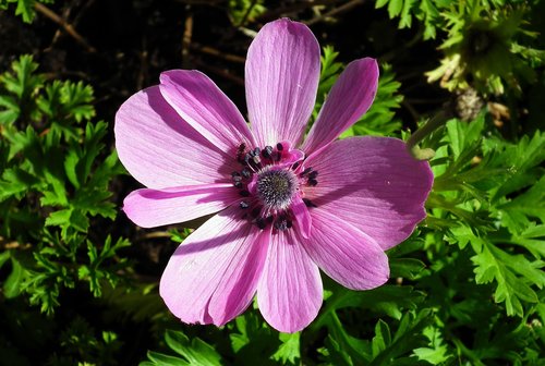 flower  anemone  garden