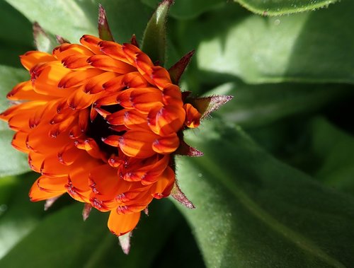 flower  bud  marigold