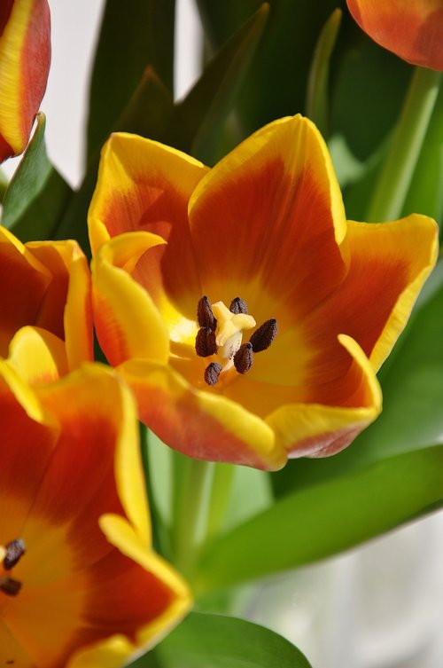 flower  yellow  macro