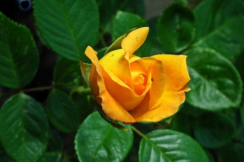 flower  rose  beauty
