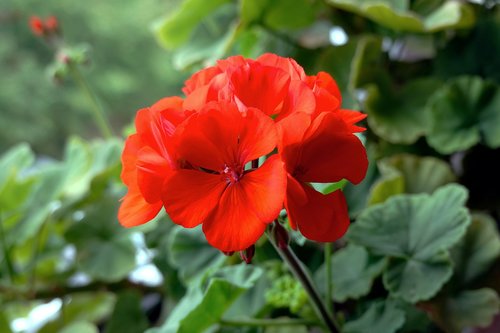 flower  red  green
