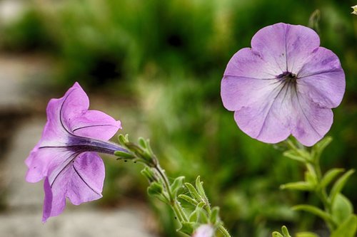 flower  macro  blossom