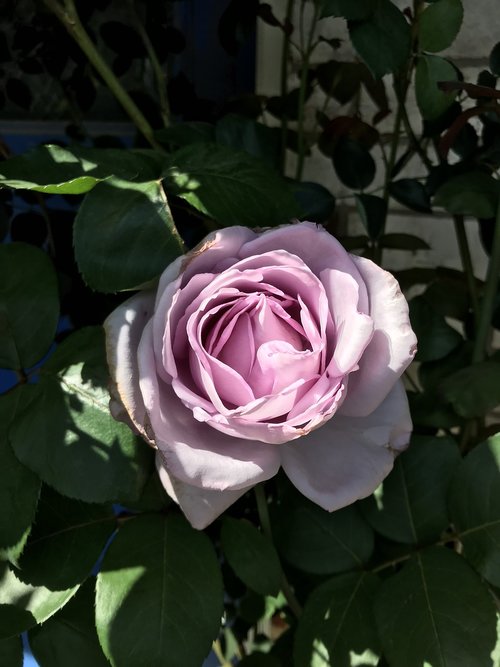 flower  rose  plant