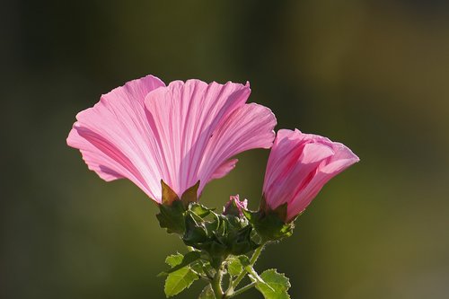 flower  flora  blossom