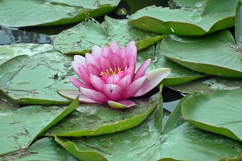 flower  water lily  pink