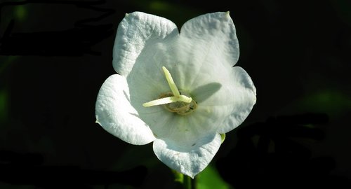 flower  rozwar  white