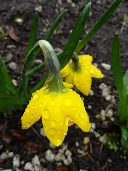 flower  daffodil  yellow