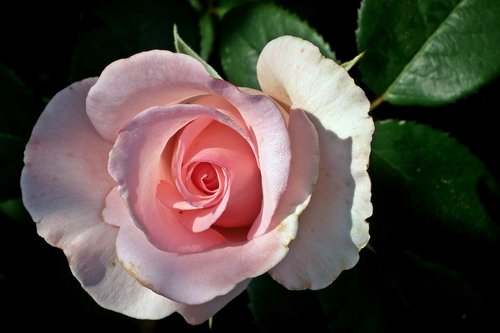 flower  rose  pink