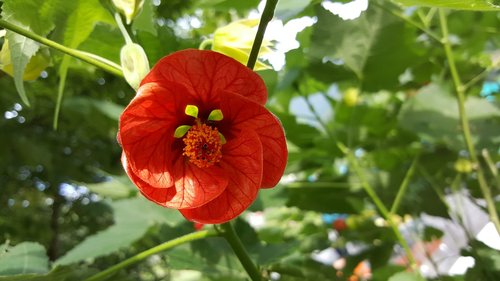 flower  red  plants