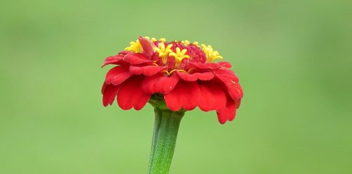 flower  zinnia  summer