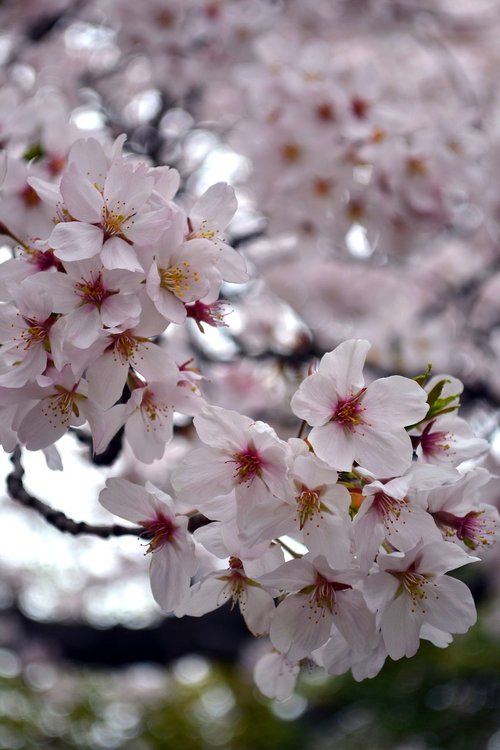 flower  sakura  japan