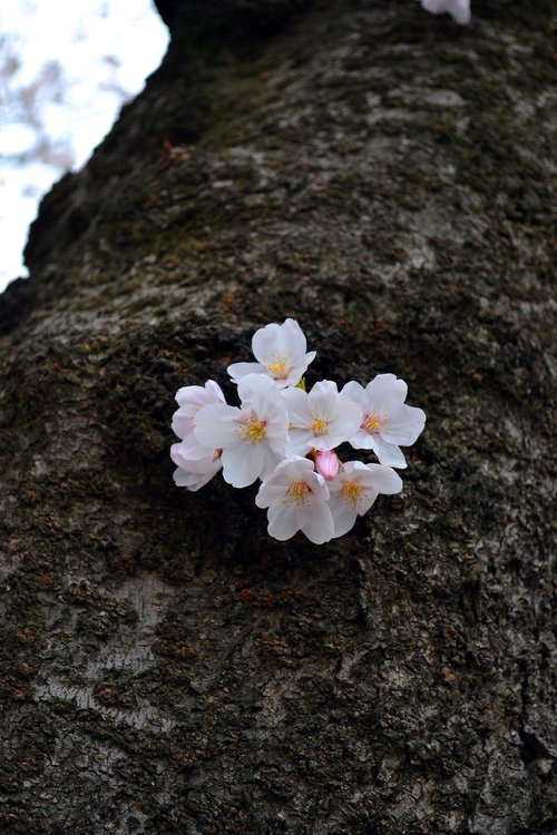 flower  sakura  japan