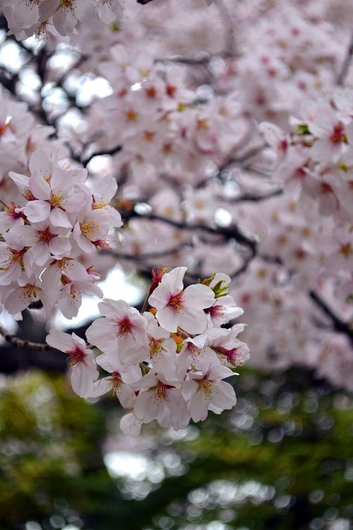 flower  sakura  japan