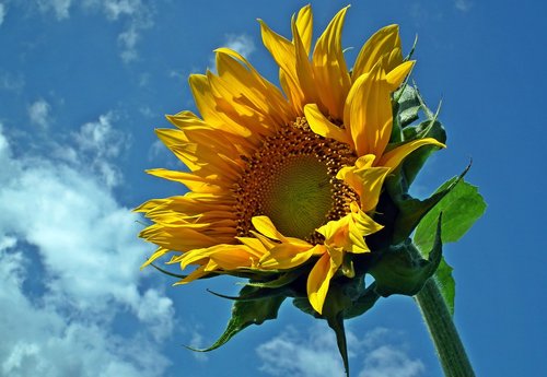 flower  sunflower  sky