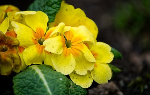 flower  yellow  orange