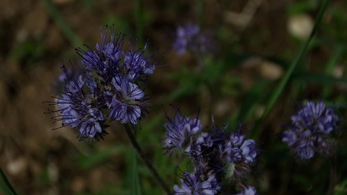 flower  plant  blue