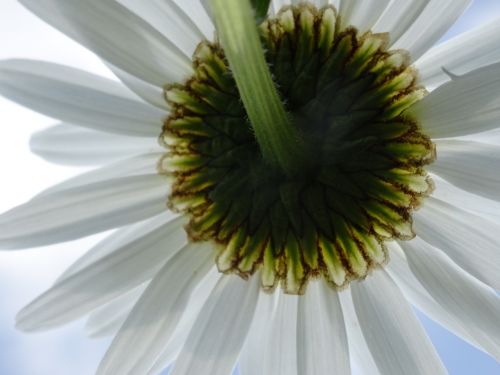 flower white margarithe