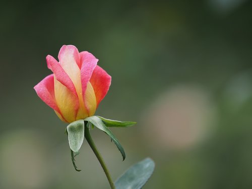 flower  rose  macro