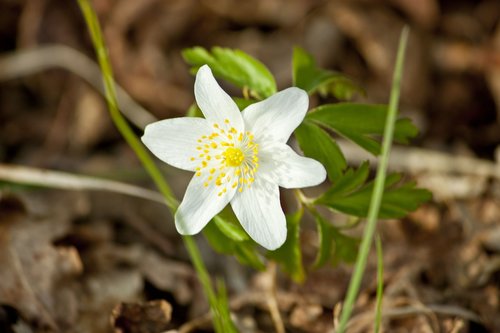 flower  rose  blossom