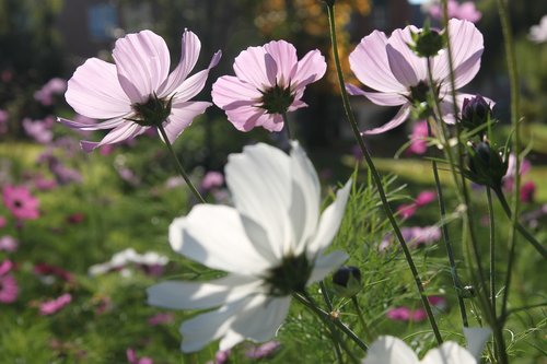 flower  flowers  flora