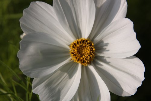 flower  white  yellow