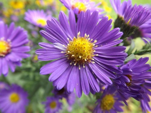 flower purple nature