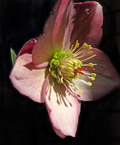 flower  pink  macro