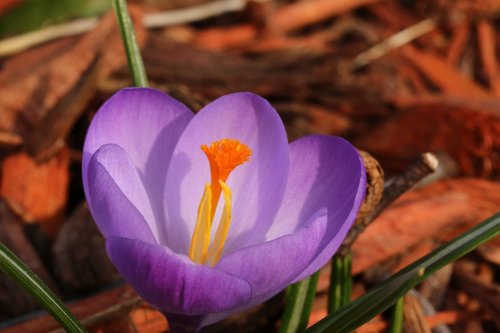 flower  colorful  bloom