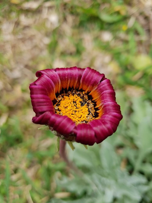 flower  purple  fushia