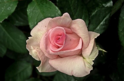 flower  rose  pink