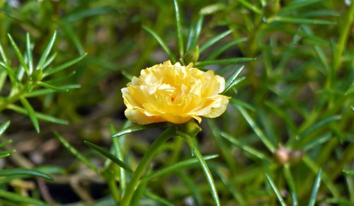 flower  yellow  wild