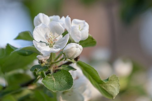 flower  spring  apple tree