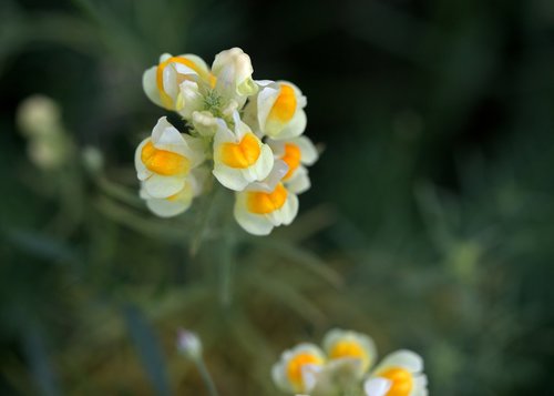 flower  yellow  wild