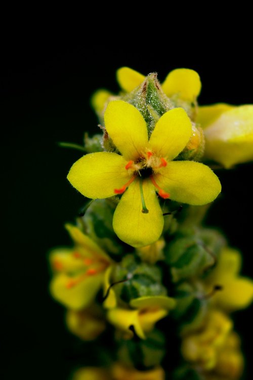 flower  yellow  nature