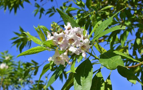 flower  garden  plant