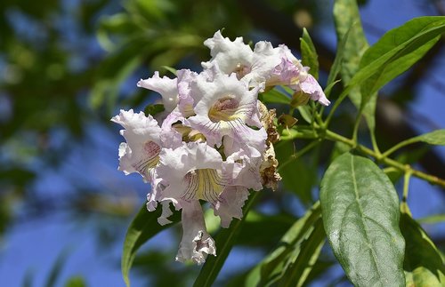 flower  garden  plant