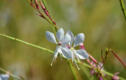 flower  garden  plant