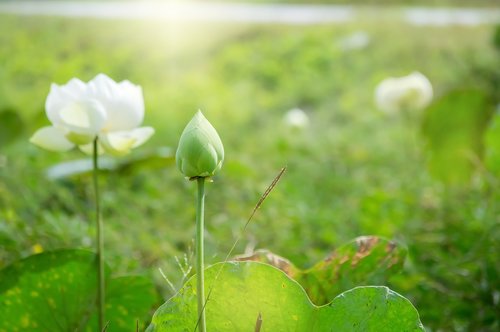 flower  lotus  nature