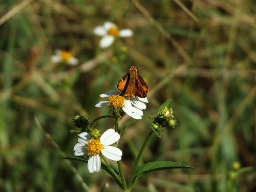 flower  butterfly  the garden