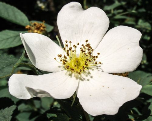 flower garden nature